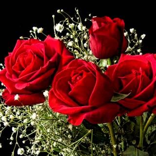 Valentines red roses wallpaper