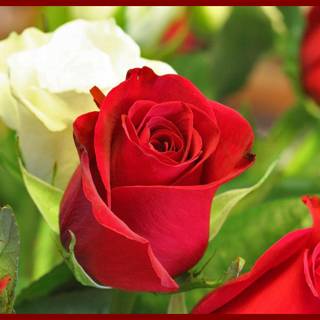 Valentines red roses wallpaper