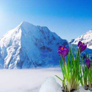 Spring snow wallpaper