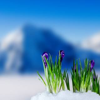 Spring snow wallpaper