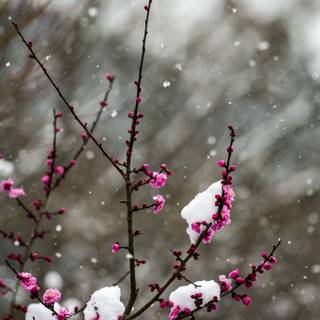 Spring snow wallpaper