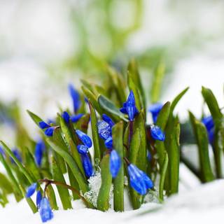 Spring snow wallpaper