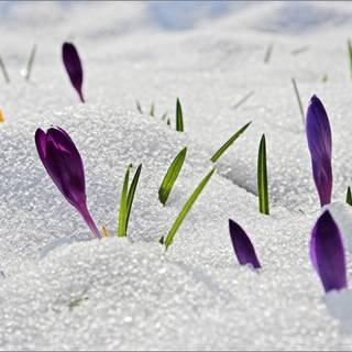 Spring snow wallpaper