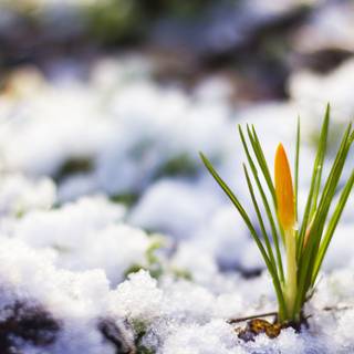 Spring snow wallpaper