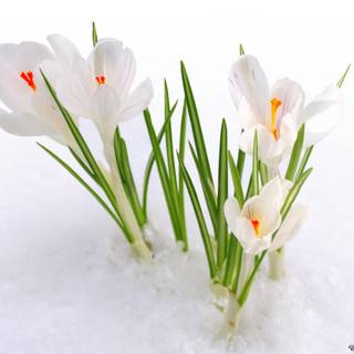 Spring snow wallpaper