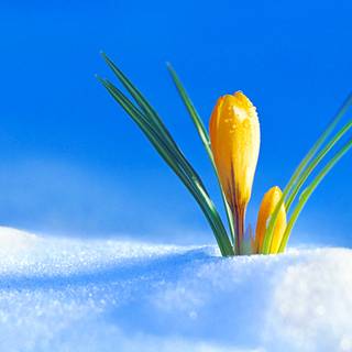 Spring snow wallpaper