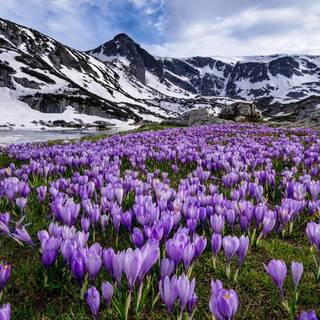 Spring snow wallpaper