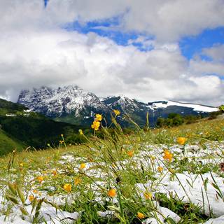 Spring snow wallpaper