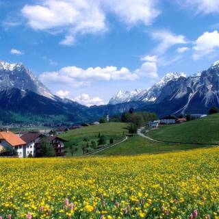 Spring snow wallpaper