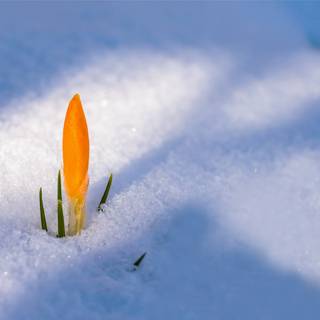 Spring snow wallpaper