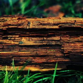 Tree wood wallpaper