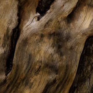 Tree wood wallpaper