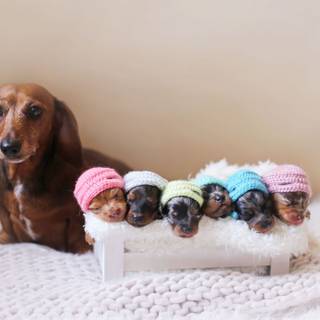 Newborn puppy wallpaper