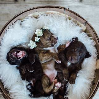 Newborn puppy wallpaper
