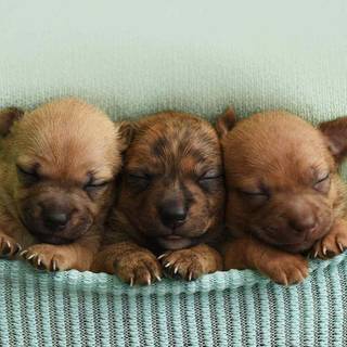 Newborn puppy wallpaper
