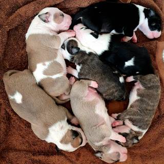 Newborn puppy wallpaper