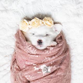 Newborn puppy wallpaper