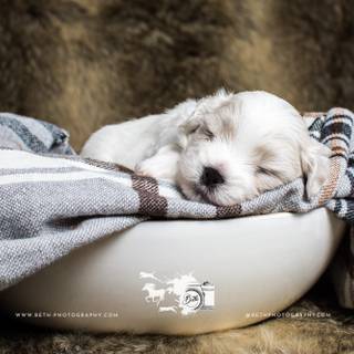 Newborn puppy wallpaper