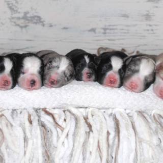 Newborn puppy wallpaper