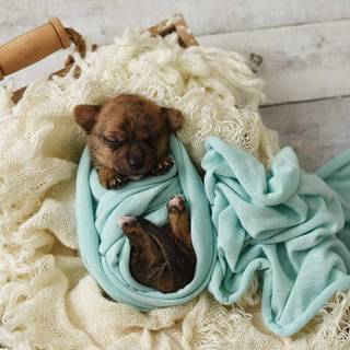 Newborn puppy wallpaper