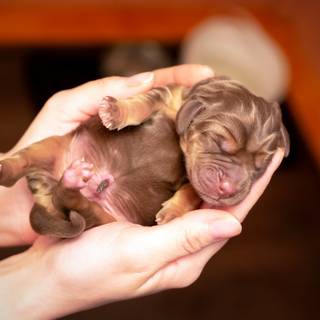 Newborn puppy wallpaper