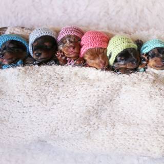 Newborn puppy wallpaper