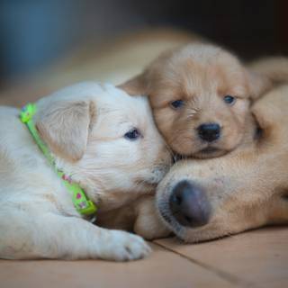 Newborn puppy wallpaper