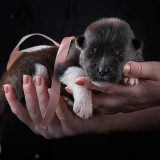 Newborn puppy wallpaper