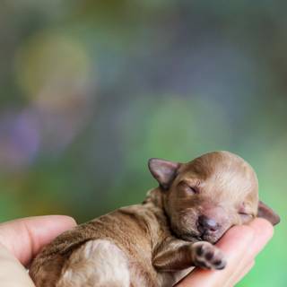 Newborn puppy wallpaper