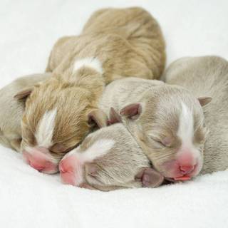 Newborn puppy wallpaper