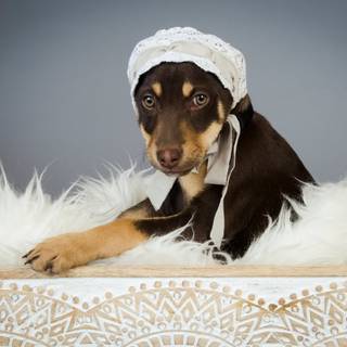 Newborn puppy wallpaper