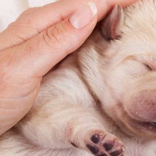 Newborn puppy wallpaper