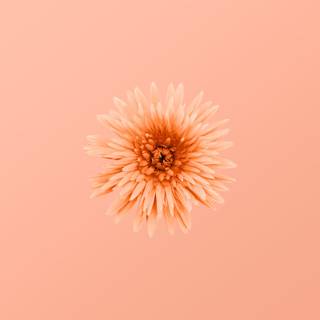 Peach laptop wallpaper