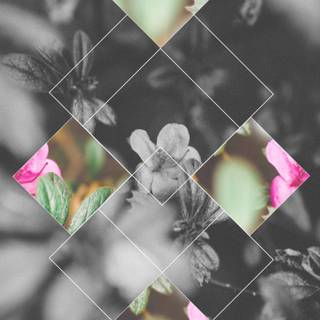 Plant geometry wallpaper