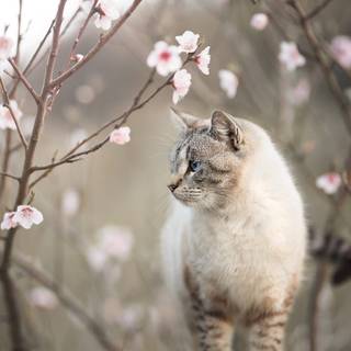 Cat nature spring wallpaper