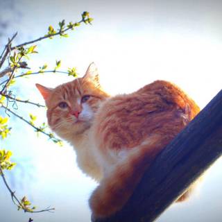 Cat nature spring wallpaper