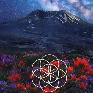 Plant geometry wallpaper