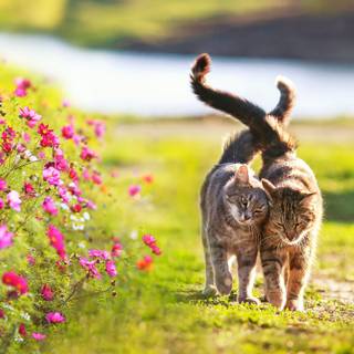 Cat nature spring wallpaper