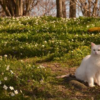 Cat nature spring wallpaper