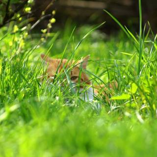 Cat nature spring wallpaper