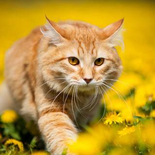 Cat nature spring wallpaper