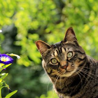 Cat nature spring wallpaper