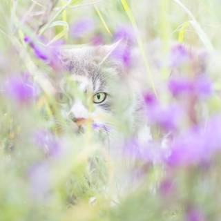 Cat nature spring wallpaper