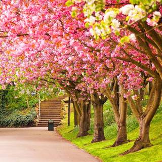 Park trees spring wallpaper