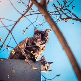 Cat nature spring wallpaper