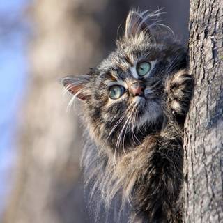 Cat nature spring wallpaper