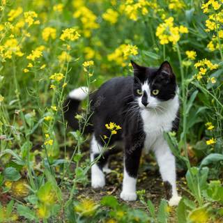 Cat nature spring wallpaper