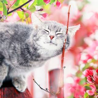 Cat nature spring wallpaper
