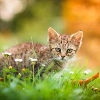 Cat nature spring wallpaper