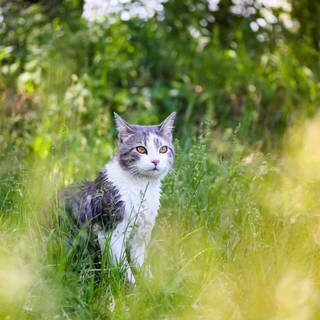 Cat nature spring wallpaper